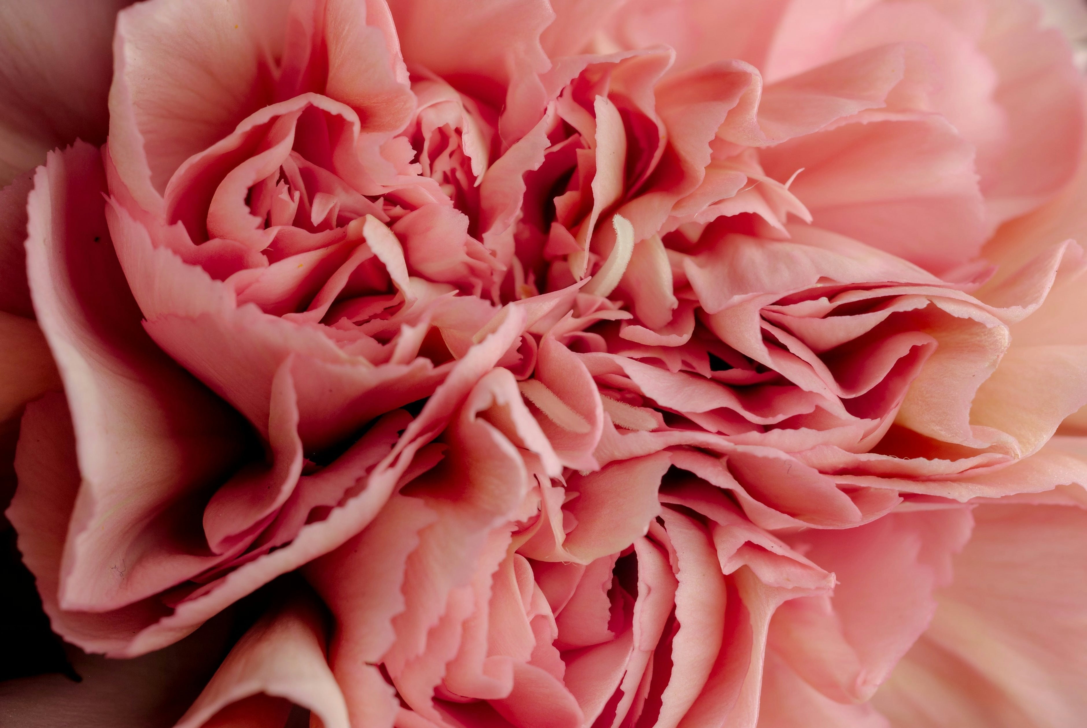 Sammenhengen mellom tarmflora, kosthold og kvinnens underliv (vagina, vulva og urinveier)